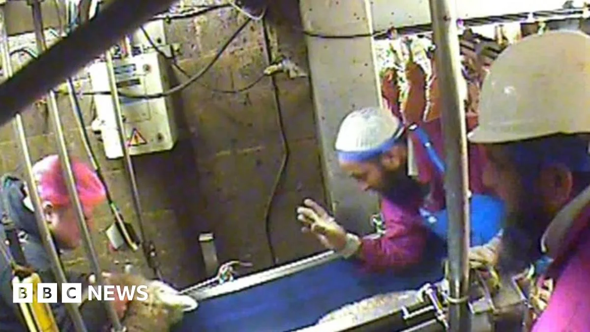 Spycam still from inside Bowood Lamb halal abattoir, Thirsk