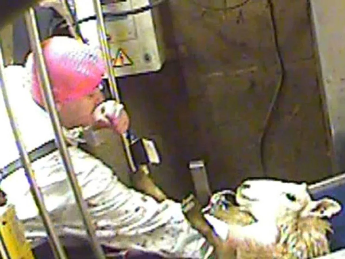 Sheep restrained on a conveyor inside Bowood Lamb abattoir, Thirsk