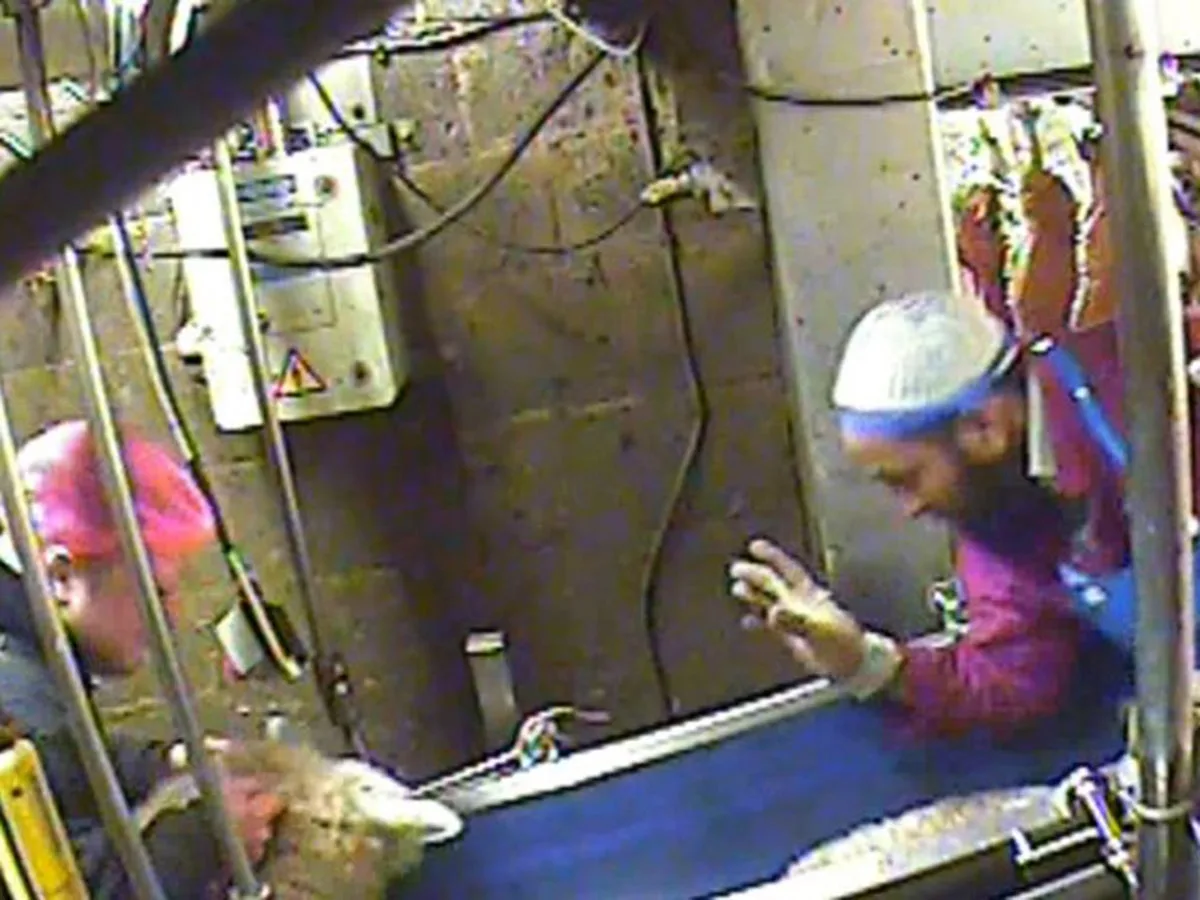 Worker in kufi skullcap handling a sheep at Bowood Lamb abattoir