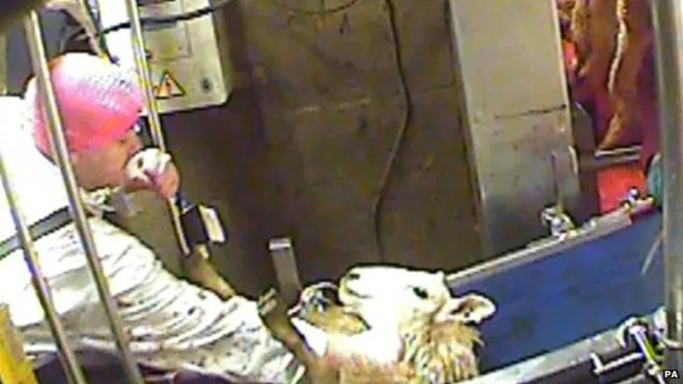 Worker leaning over a conscious sheep at Bowood Lamb abattoir