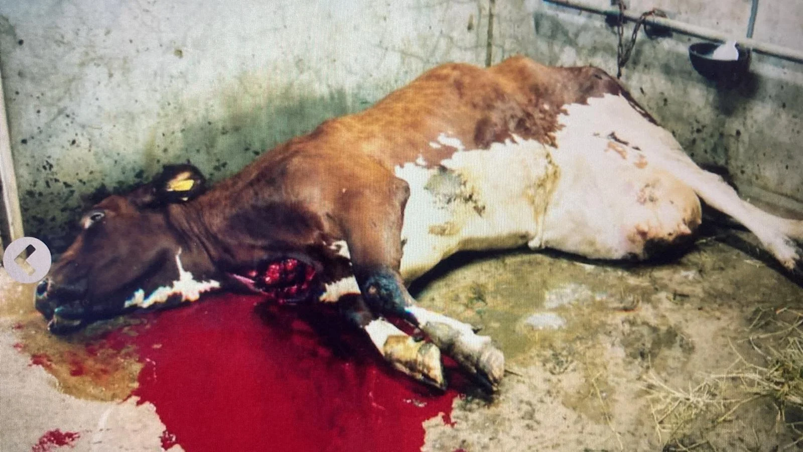 Slaughterhouse or packing plant photograph 10