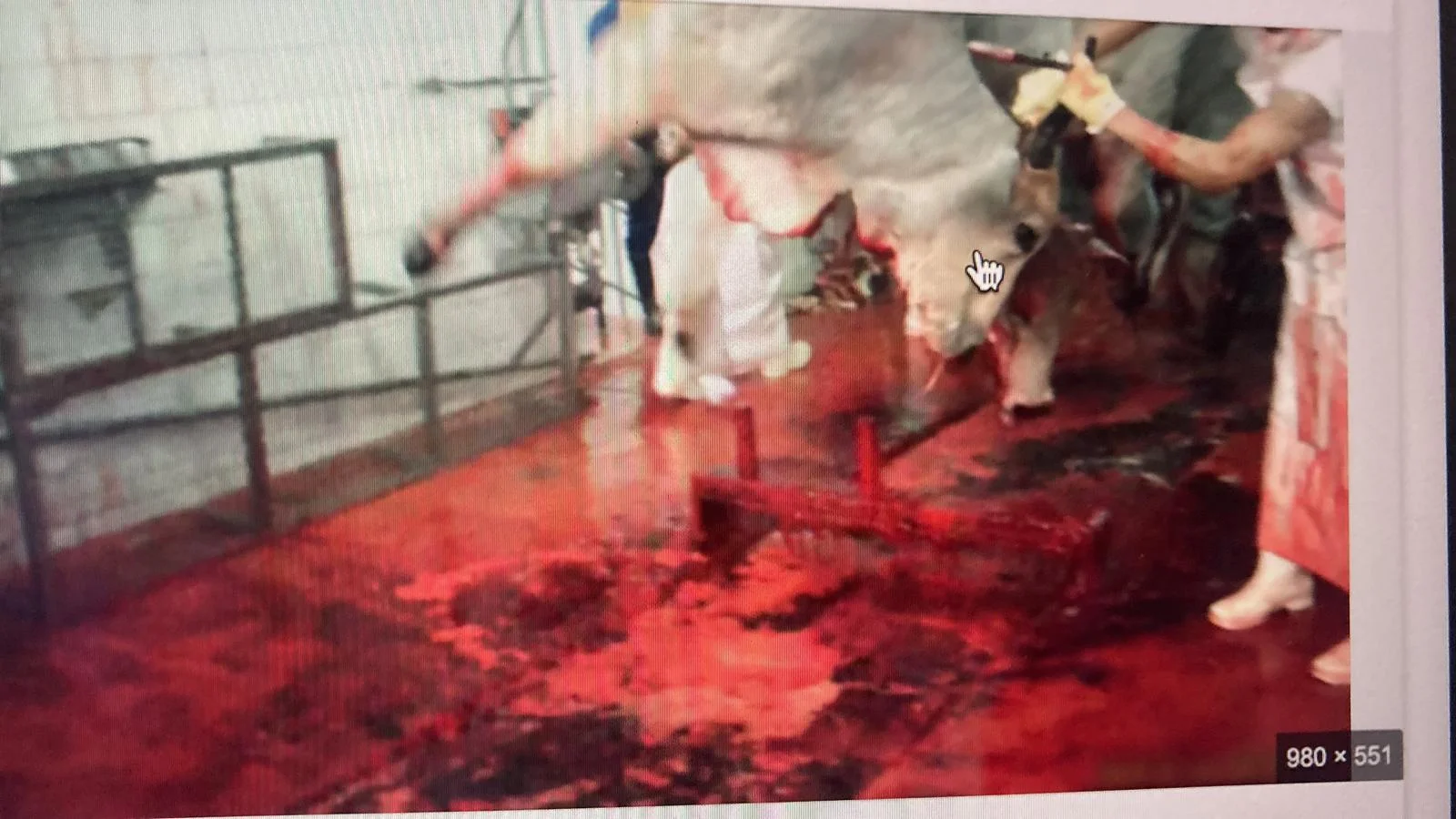 Slaughterhouse or packing plant photograph 11