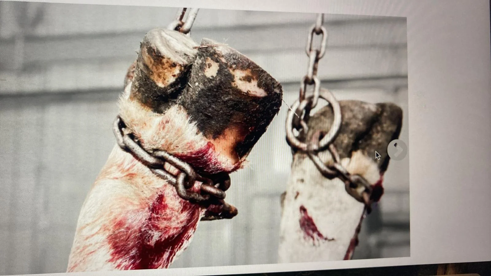 Slaughterhouse or packing plant photograph 12