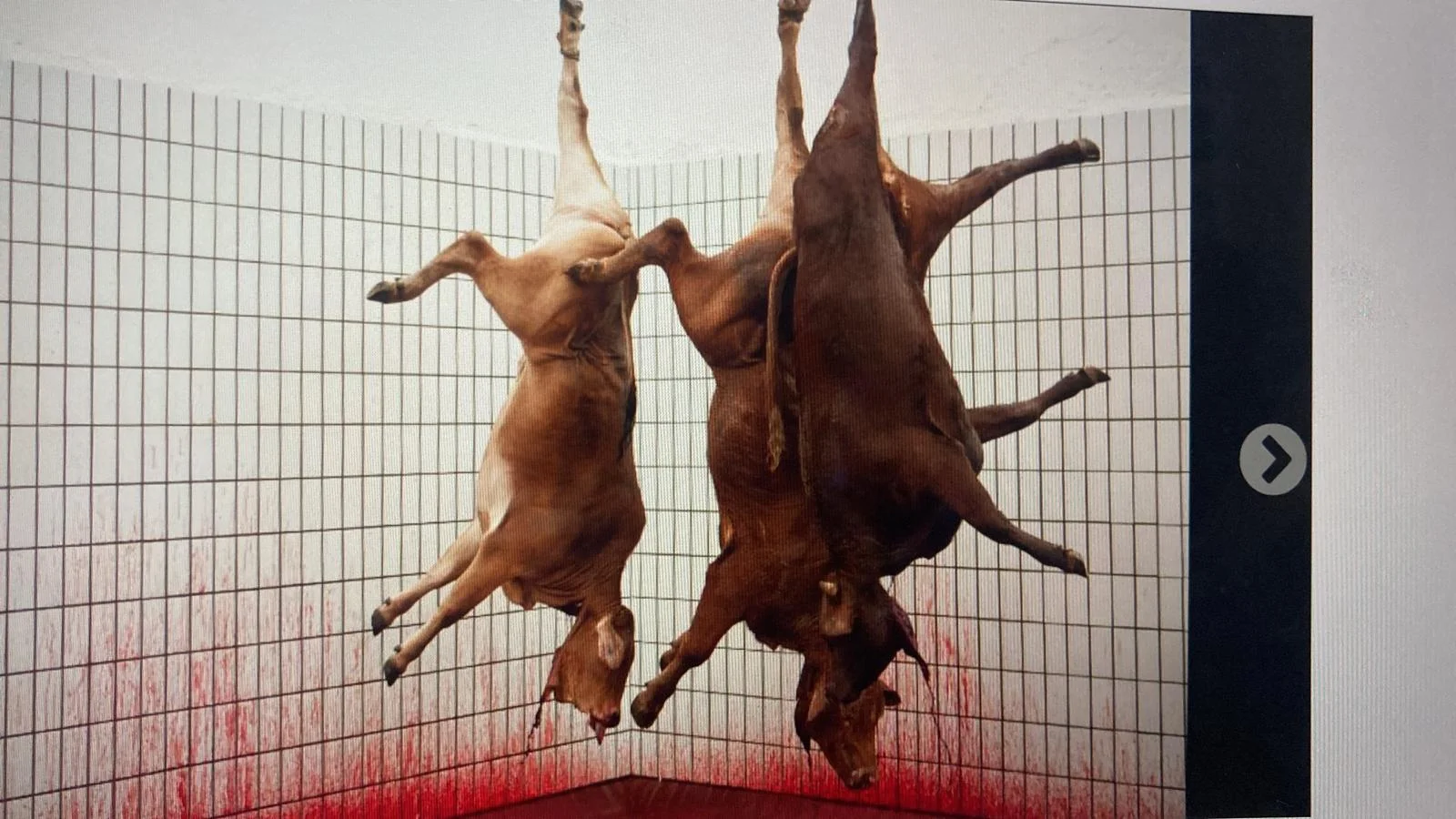 Slaughterhouse or packing plant photograph 13