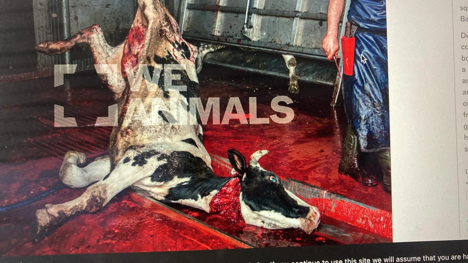 Slaughterhouse or packing plant photograph 14