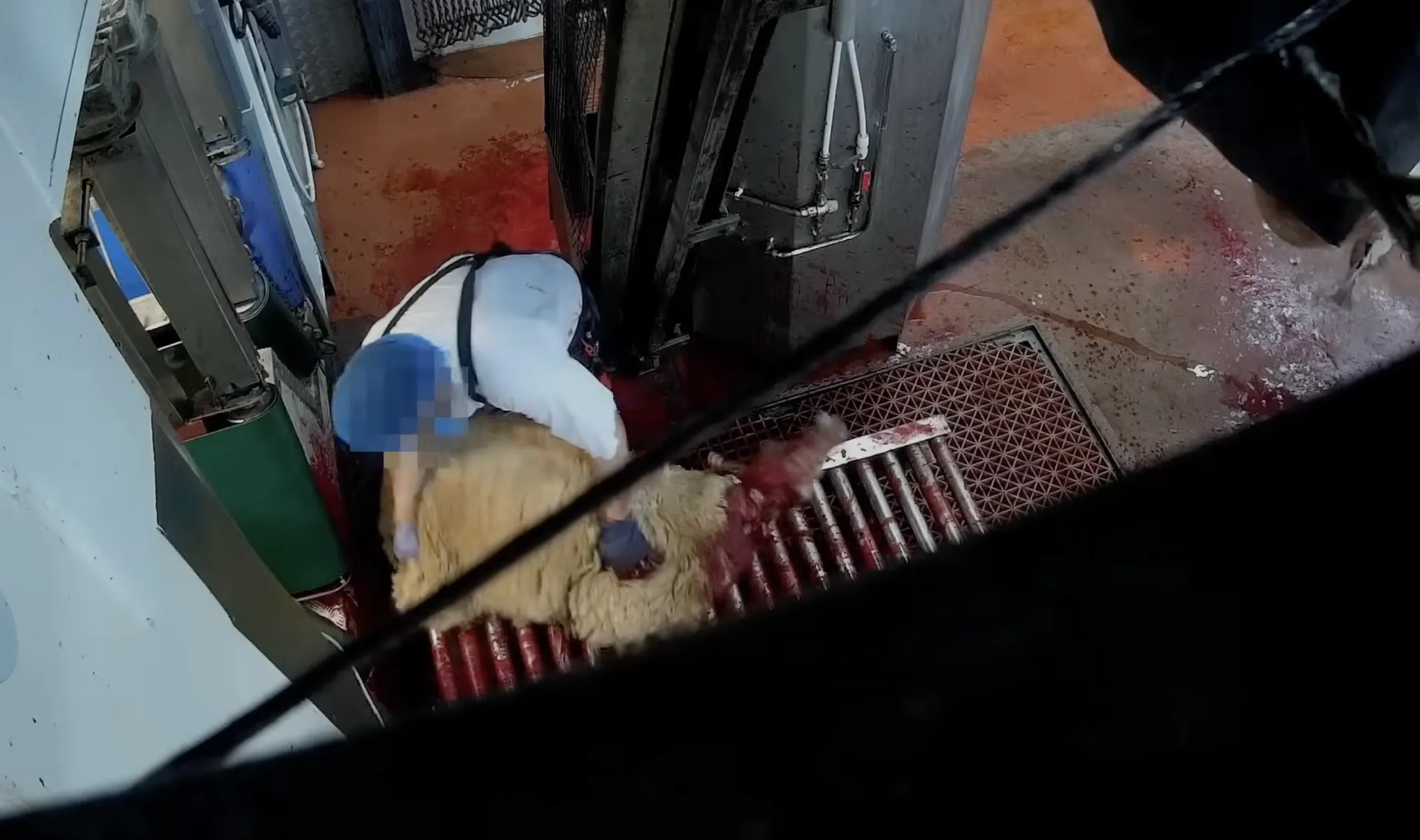 Worker handling a conscious sheep on the slaughter line
