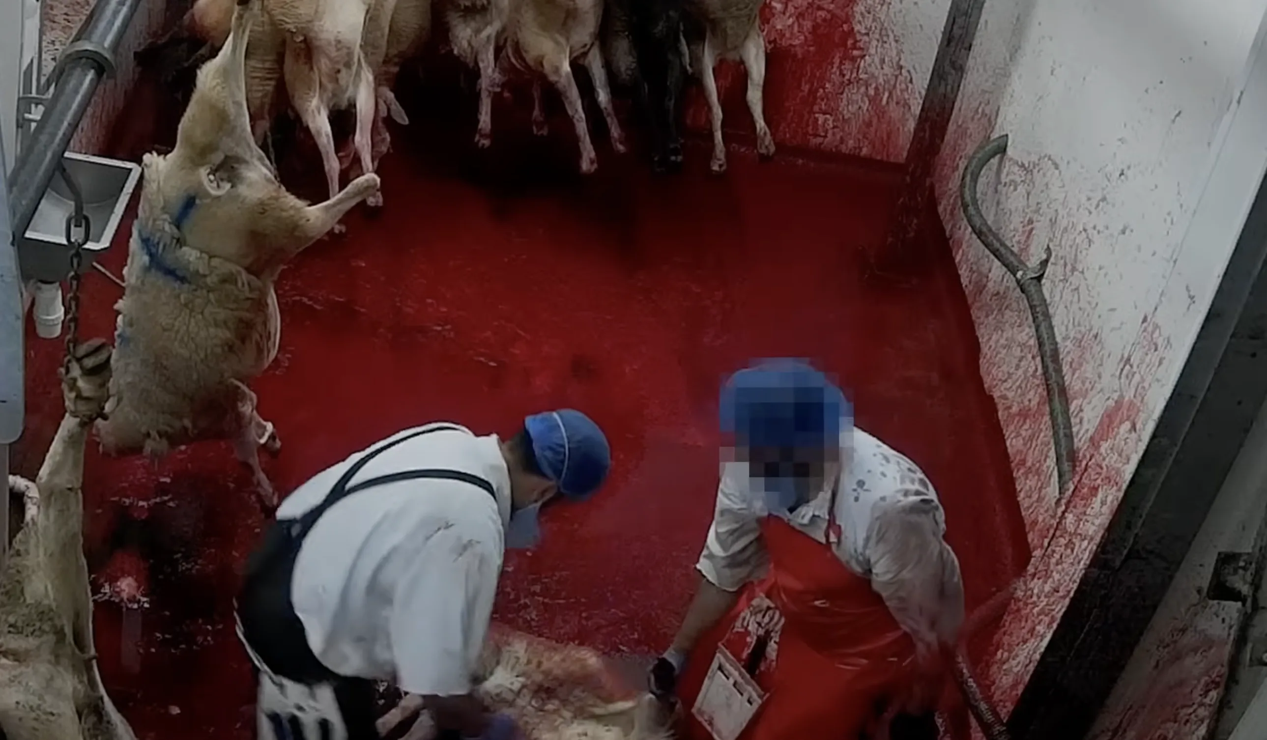 Sheep restrained for halal slaughter inside an English abattoir