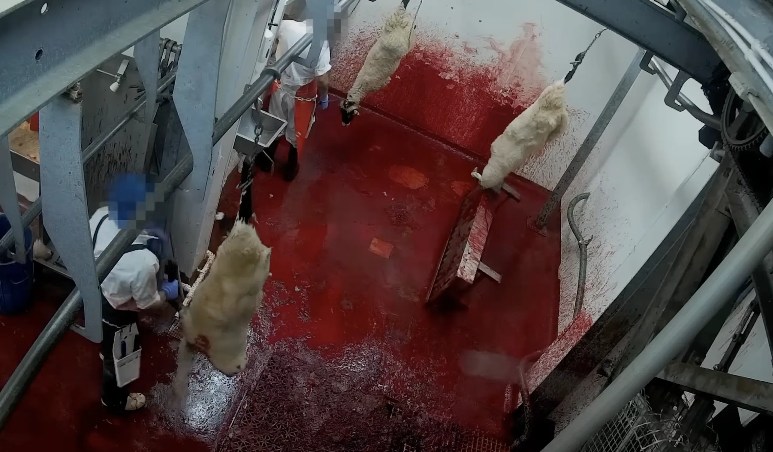 Throat cut being performed on a sheep at a halal slaughter facility