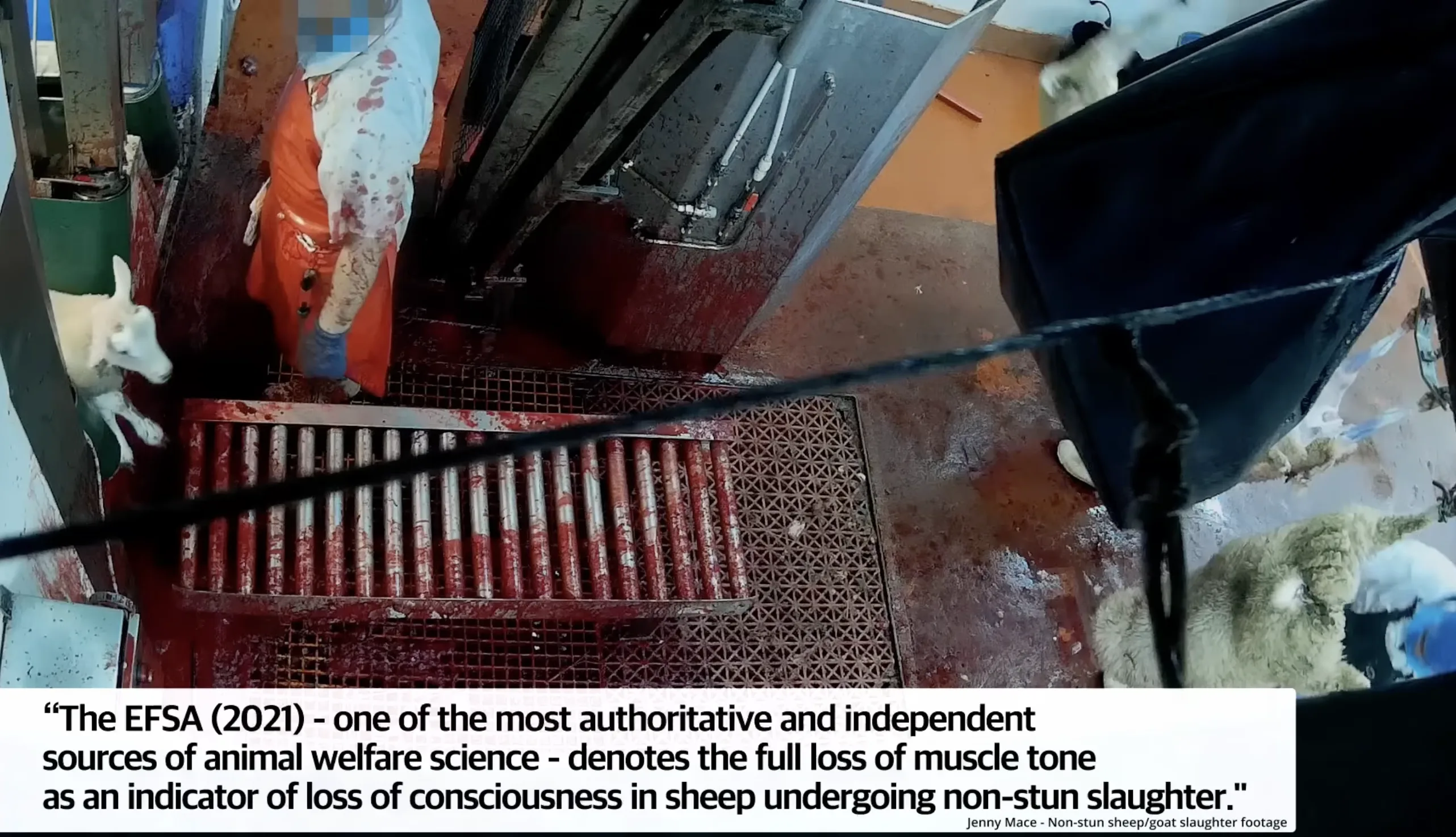 Blood on the slaughter floor after a sheep has been cut while conscious