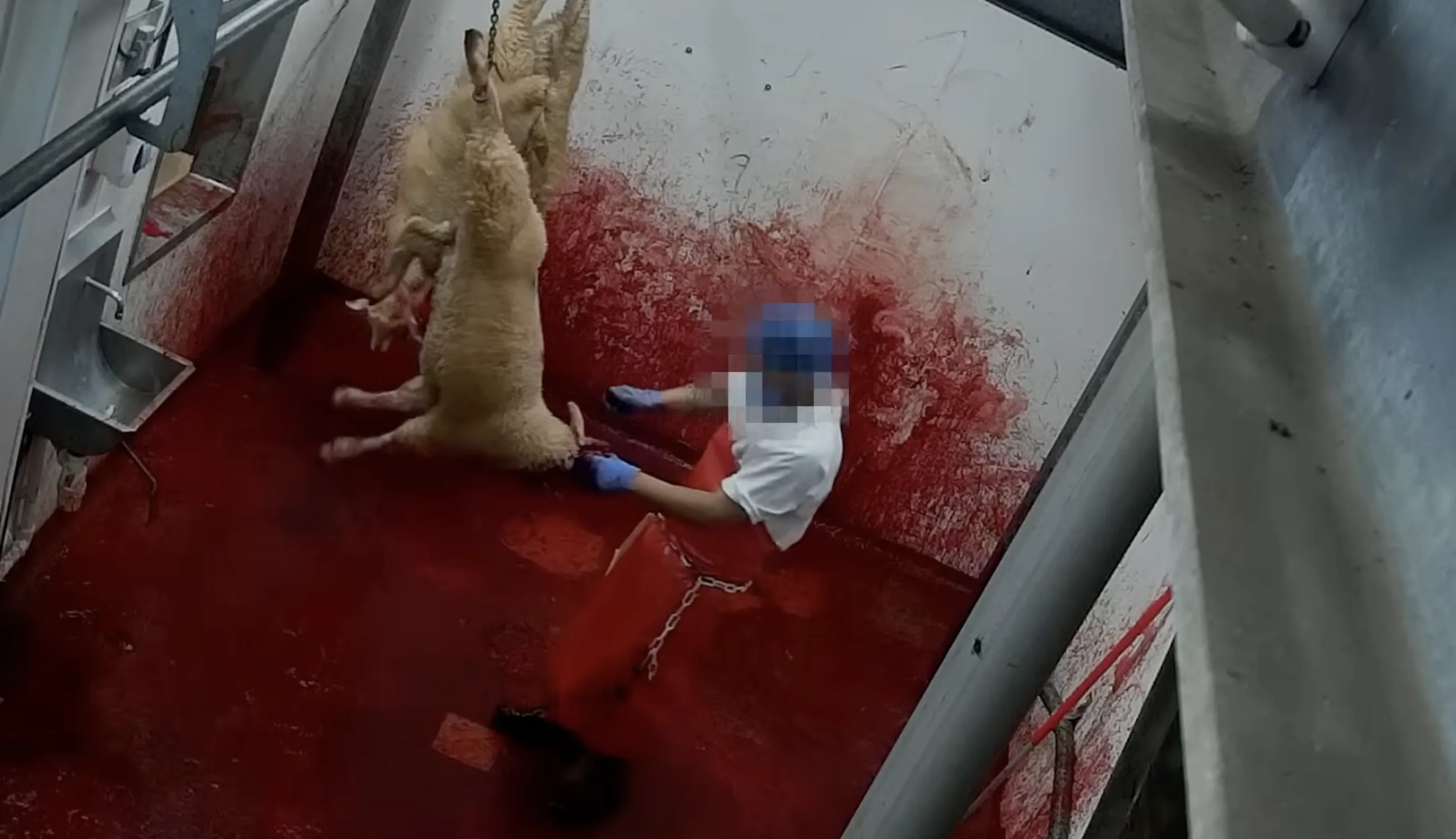 Sheep bleeding out on the kill line inside a halal slaughterhouse