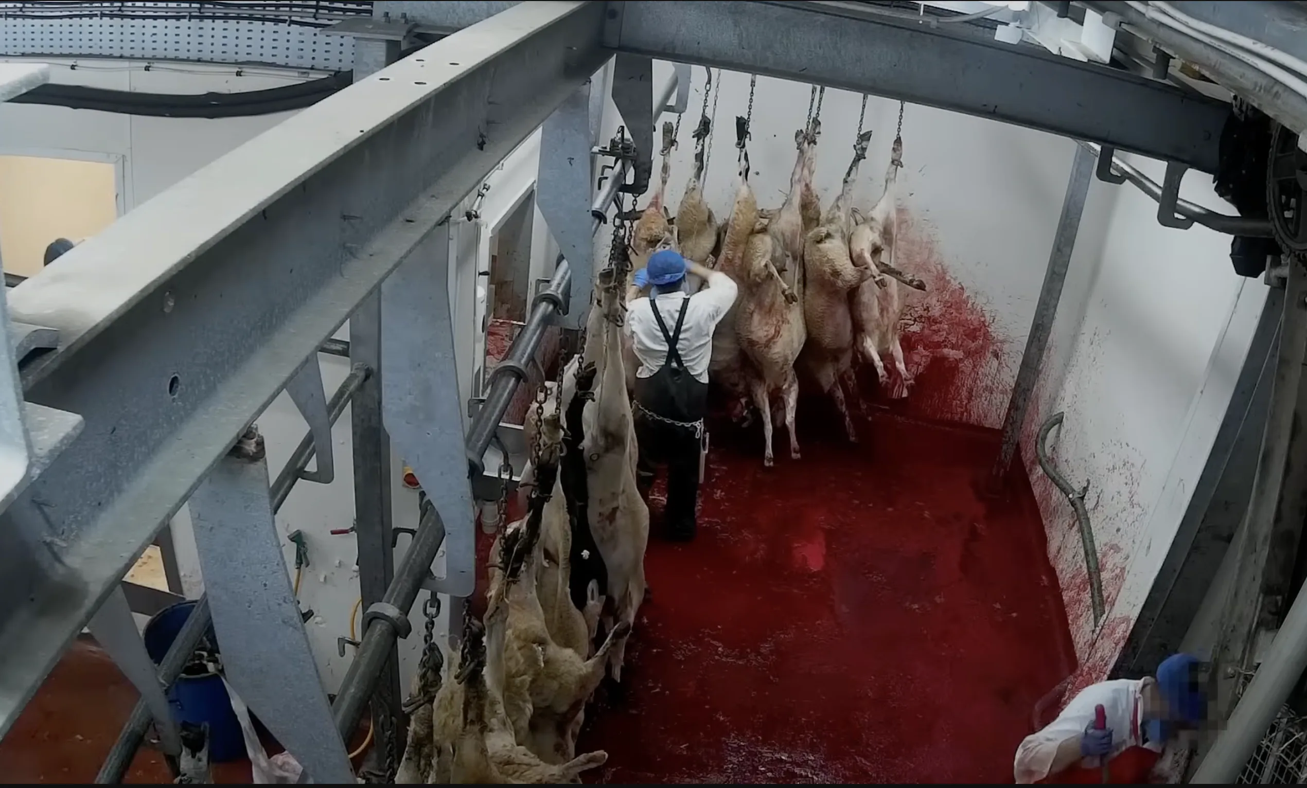 Distressed sheep handled by workers inside an English halal abattoir