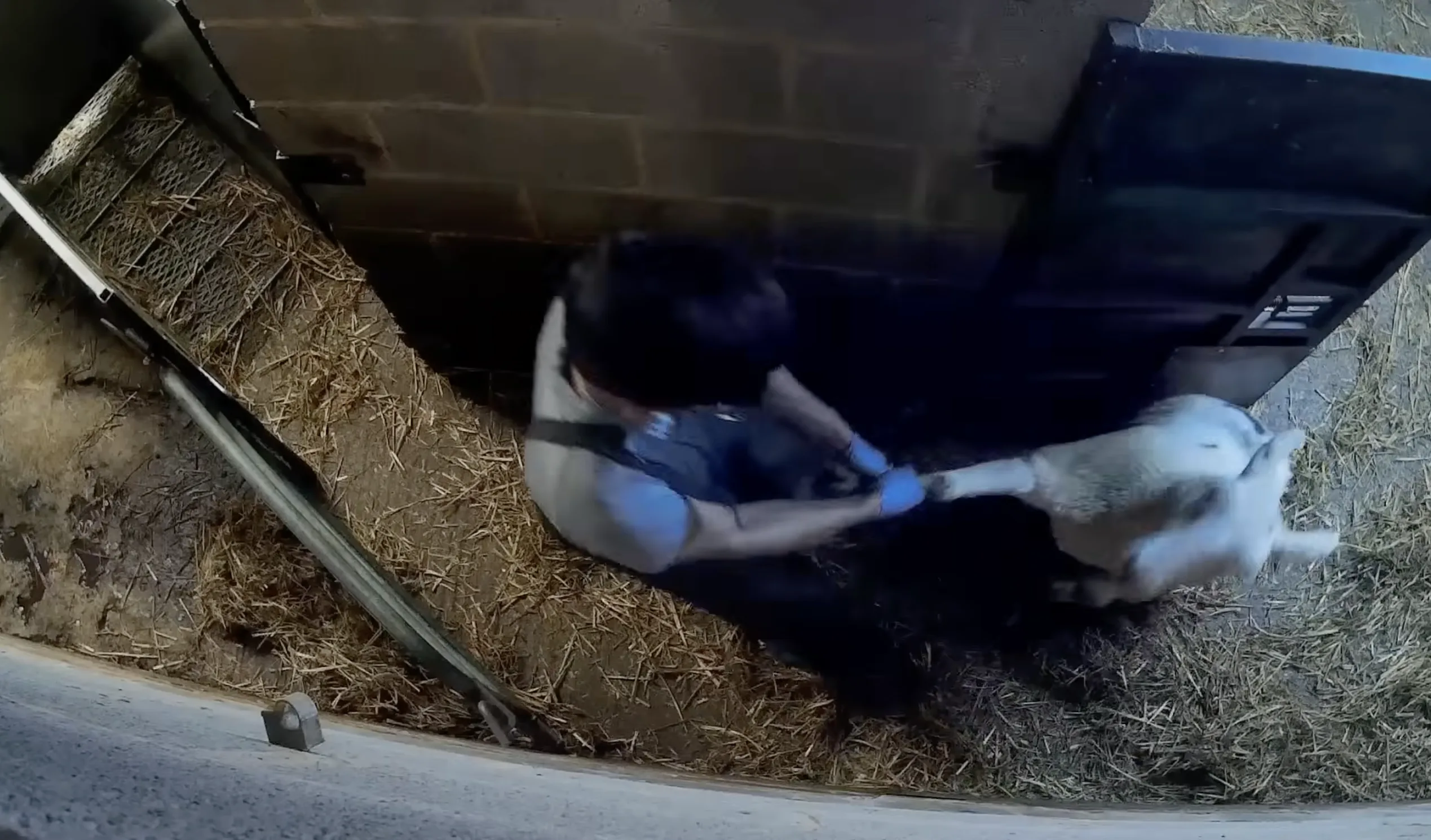Workers forcing sheep through a slaughterhouse pen and restraint area