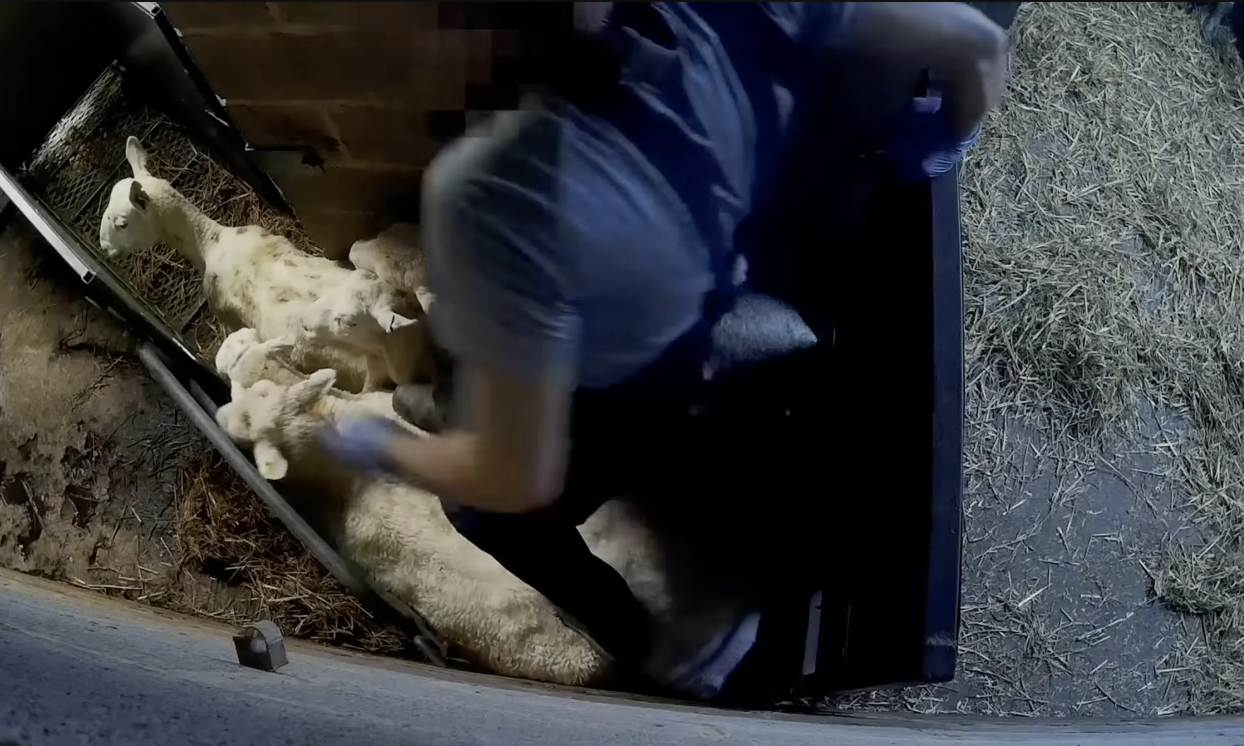 Conscious sheep on the slaughter conveyor before and during cutting