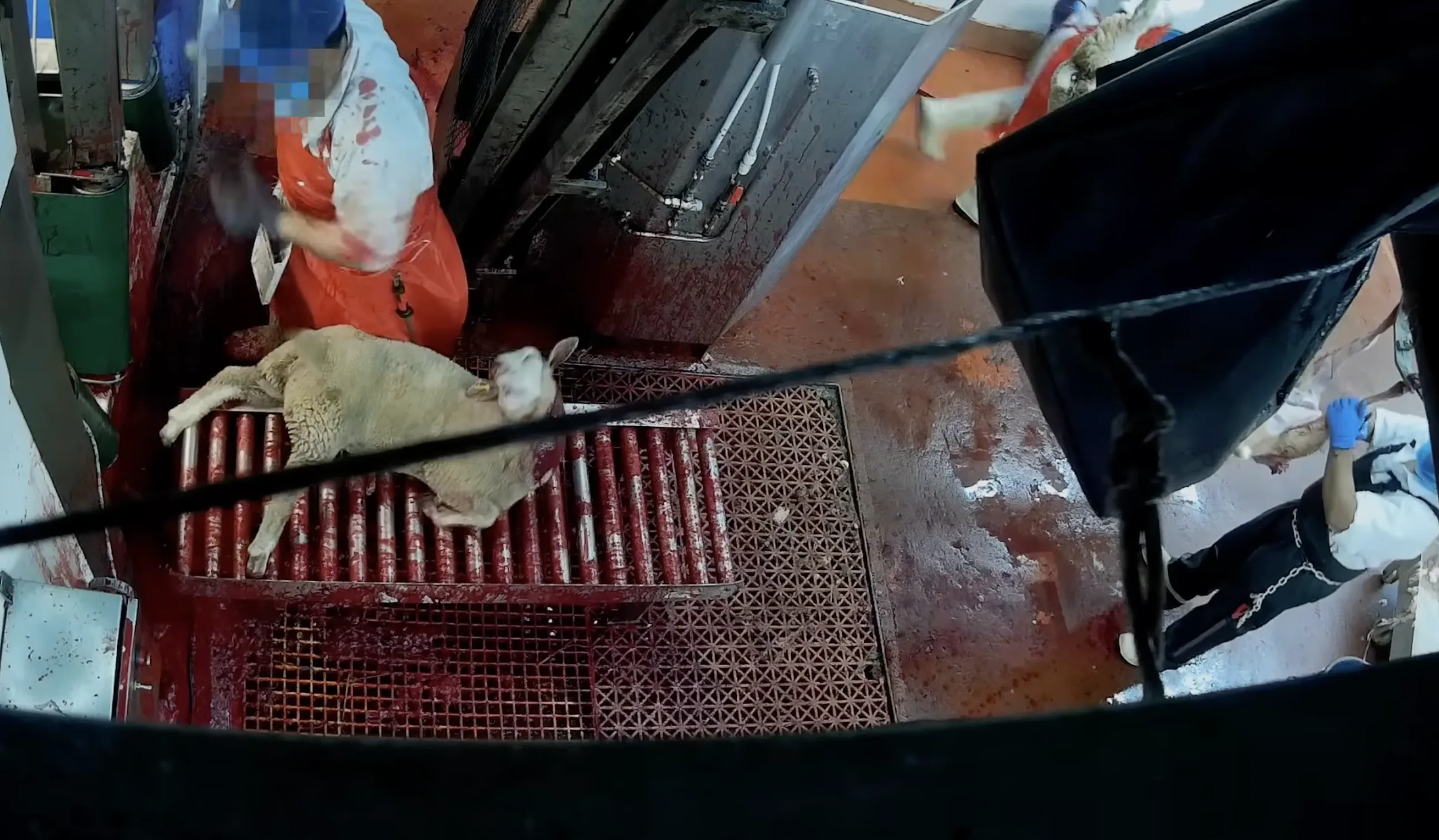 Close view of halal slaughter being carried out on a sheep