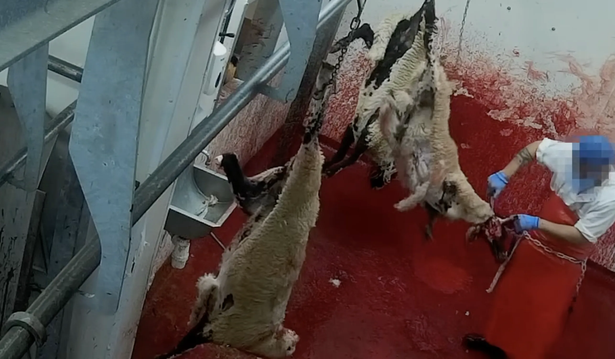 Sheep in distress on the kill floor of an English halal slaughterhouse