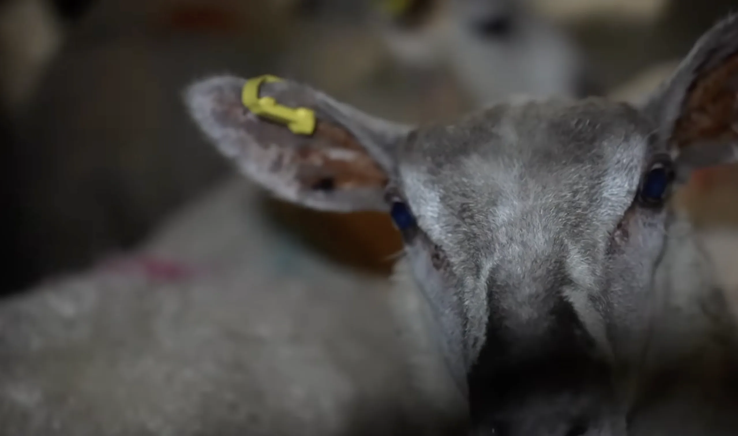 Overview of the slaughter area inside an English halal abattoir