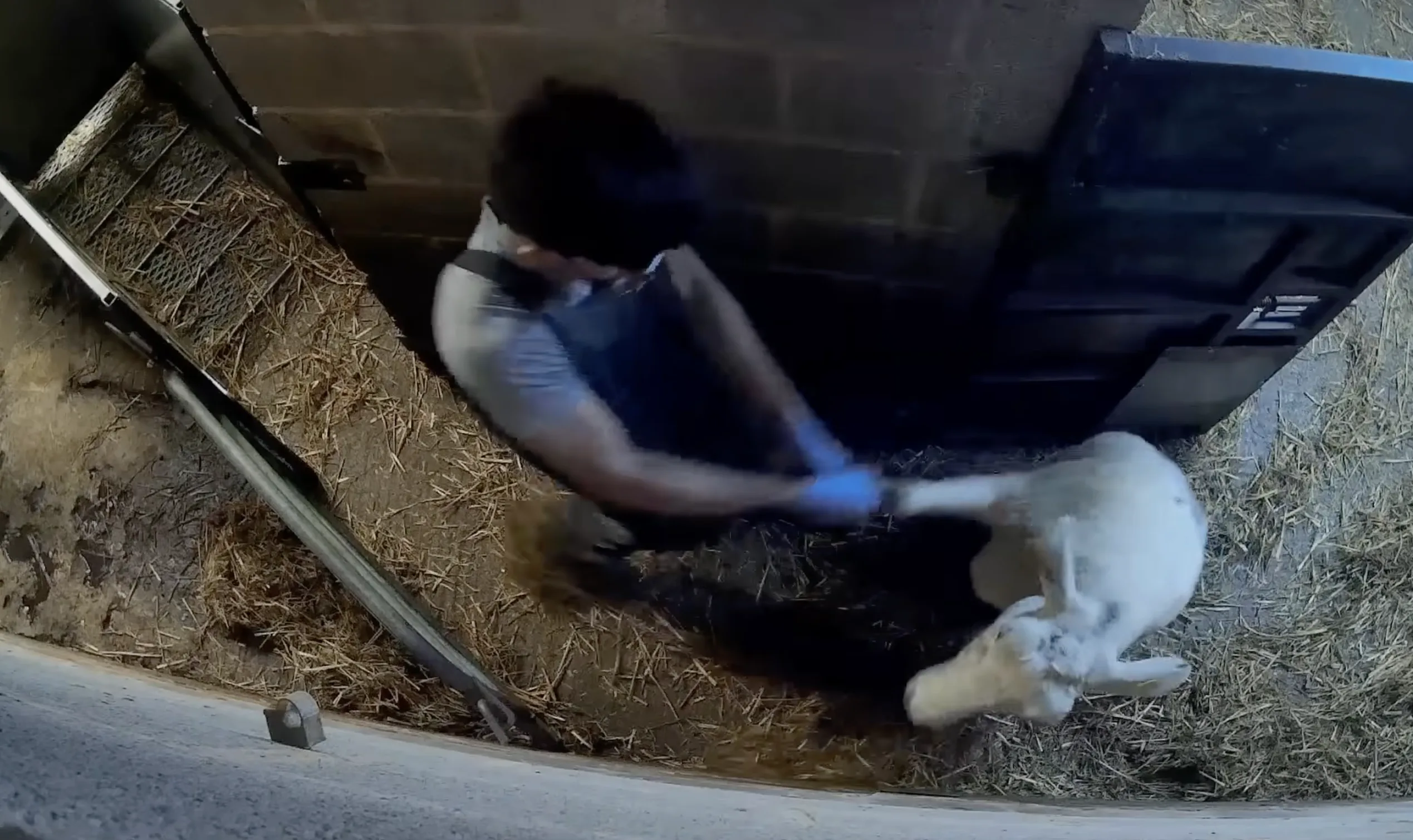 Worker cutting the throat of a conscious sheep during halal slaughter